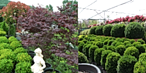 Peyzajda Kullanılan Çalı Türleri