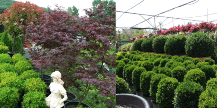 Peyzajda Kullanılan Çalı Türleri